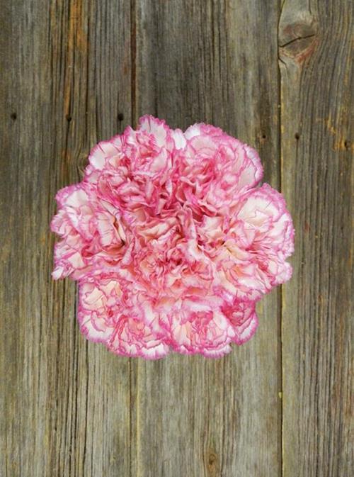 KOMACHI BICOLOR WHITE/PINK CARNATIONS